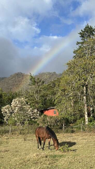 Un cheval brun broute paisiblement dans un champ baigné de soleil, tandis qu'un arc-en-ciel s'étend au-dessus d'une colline boisée où se niche une petite maison rouge.