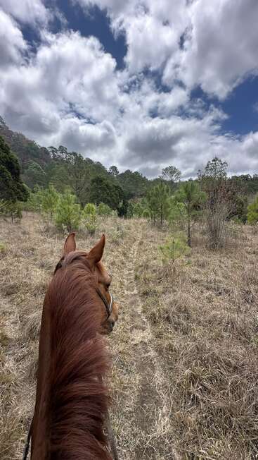 Un cheval brun chevauche sur un étroit sentier herbeux, entouré de petits arbres verts et de collines, sous un ciel spectaculaire parsemé de nuages blancs cotonneux. Une scène de nature paisible.