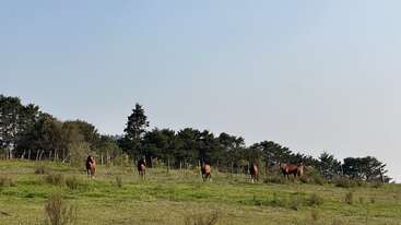 Un groupe de chevaux bruns se tient debout et broute sur une colline verdoyante. Derrière eux, une rangée d'arbres et une clôture s'étendent sous un ciel dégagé.