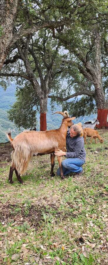 A person kneels on grass, affectionately hugging a large brown goat under tall trees, with more goats grazing in a scenic, mountainous outdoor setting.