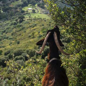 A brown goat with large, curved horns stands surrounded by green bushes, overlooking a lush, hilly landscape with a small distant white building. Peaceful scenery.