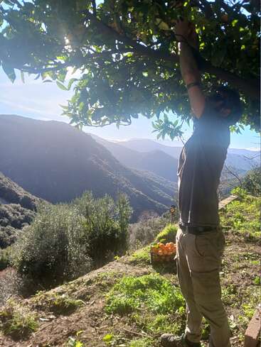 A man is reaching up into a tree to pick fruit, with a scenic mountain landscape and a crate of oranges visible under bright sunlight.