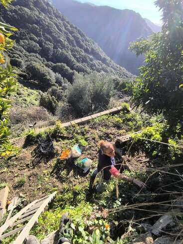 A person harvests fruit on a steep, sunlit hillside surrounded by lush green trees and mountains. Supplies and a basket of oranges lie nearby. Peaceful scenery.