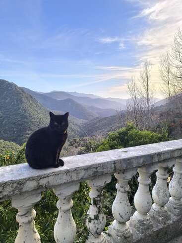A black cat sits on a weathered stone railing overlooking lush green mountains, under a blue sky with wispy clouds and leafless trees in the background.