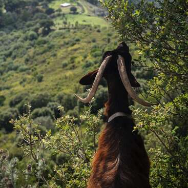 A brown goat with large, curved horns stands surrounded by green bushes, overlooking a lush, hilly landscape with a small distant white building. Peaceful scenery.
