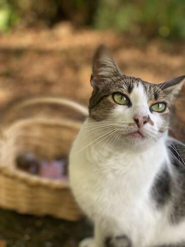 A close-up of a white and brown cat with green eyes, sitting outdoors near a blurred wicker basket, surrounded by soft, natural, sunlit background.