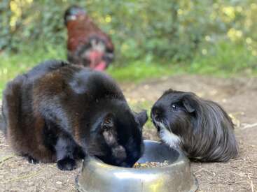 A black cat and a black-and-white guinea pig share food from a bowl outdoors, while a brown chicken stands in the blurred green background. Peaceful scene.
