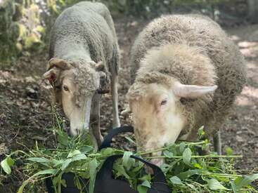 Two sheep stand close together, happily munching fresh green plants from a black container in a shady, natural outdoor setting with dappled sunlight filtering through trees.