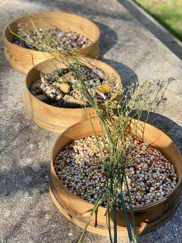 Three wooden baskets sit on a stone surface, each containing different colorful varieties of corn and kernels, adorned with stalks of delicate green grass.