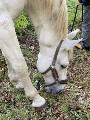 A white horse with a bridle grazes on green grass. Ferns and fallen leaves surround it. A person in boots holds the horse’s lead rope nearby.