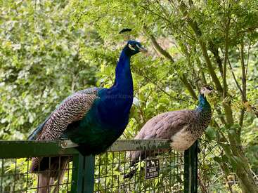 Two peacocks, one vibrant male and one female, perch on a green metal fence surrounded by lush trees. A "Beware of the Dog" sign is visible.