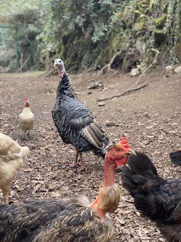 The image shows a group of birds, including a turkey and several chickens, standing on earthy ground in a wooded, natural outdoor environment.