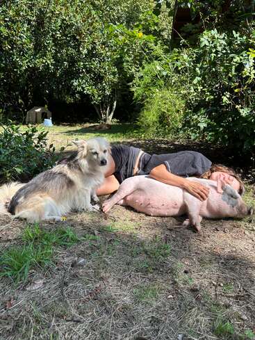 A person lies on the grass cuddling a pig, while a fluffy dog sits nearby. The setting is a sunny, green, peaceful outdoor area.
