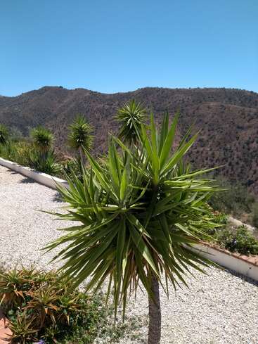 Um dia claro e ensolarado mostra plantas de mandioca verdes e pontiagudas em primeiro plano, com montanhas marrons e secas ao fundo, sob um céu azul claro.