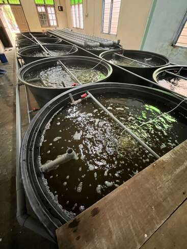 Esta imagen muestra varios grandes tanques redondos llenos de agua aireada, probablemente parte de un sistema de acuicultura o piscicultura de interior, con tuberías y equipos de filtración visibles.
