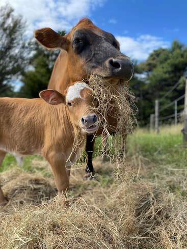Uma vaca mãe e seu bezerro estão em um campo, ambos mastigando feno juntos. O céu azul brilhante e as árvores verdes criam uma cena pacífica de fazenda.