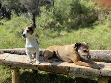 Dois cães estão sentados em um banco de madeira rústico ao ar livre. Um cão está alerta e ereto, enquanto o outro está relaxado, deitado. Fundo verde e ensolarado.