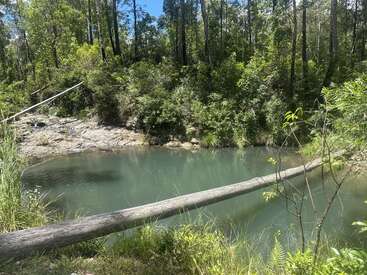 A serene forest scene with lush green trees surrounds a small, calm pond. A fallen tree lies across the water. Sunlight filters through the canopy.
