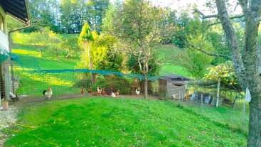 Um galinheiro cercado está situado em um gramado verde exuberante, cercado por árvores e colinas, com galinhas passeando dentro da área fechada. Campo tranquilo.
