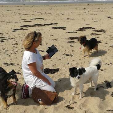 La imagen muestra a una mujer arrodillada en una playa de arena, rodeada de tres perros, sosteniendo una tableta y vestida con camiseta y pantalones blancos, con una bolsa marrón cerca.