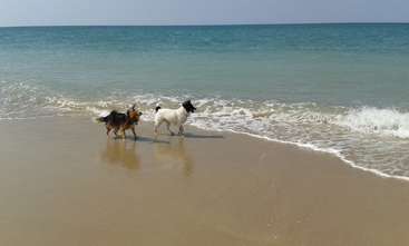 Dos perros corren por la playa, uno en primer plano y el otro al fondo, rodeados de arena y agua. La imagen capta un momento de juego y energía.