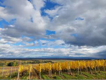 Un vignoble avec des rangées de vignes en automne, les feuilles jaunissent. De vastes nuages remplissent le ciel, laissant apparaître des taches de bleu, créant un paysage spectaculaire et paisible.