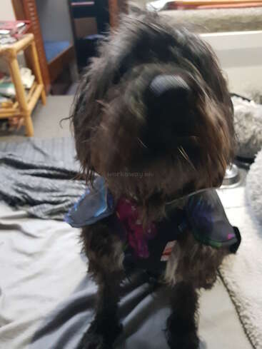 Un chien noir hirsute est assis à l'intérieur, vêtu d'une tenue colorée. La photo est légèrement floue et montre une pièce confortable avec des couvertures, des meubles et un éclairage doux.