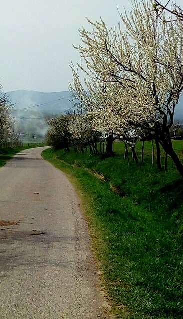 A imagem retrata uma cena rural serena, com uma estrada sinuosa ladeada por árvores floridas e grama verde exuberante, em um pitoresco cenário montanhoso.