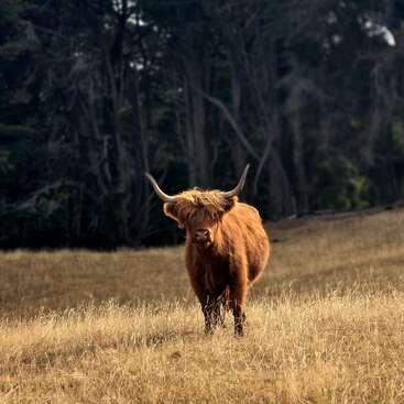 A Highland cow with long, curved horns stands in a dry, grassy field. Dark, dense forest trees create a contrasting background behind the animal.