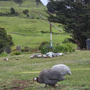 Dos gallinas de Guinea picotean en un prado rodeado de troncos y vegetación, con un pozo rústico y onduladas colinas verdes al fondo.