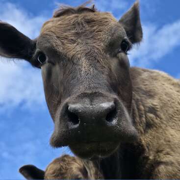 On voit un gros plan du museau d'une vache brune, avec en arrière-plan un ciel bleu éclatant parsemé de quelques nuages. La vache a l'air curieuse, le museau humide.
