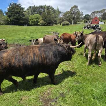 Un grupo de vacas, entre las que se encuentra una vaca de las Highlands de cuernos largos, pasta en un prado verde y frondoso. Al fondo se ven árboles y un granero rojo.