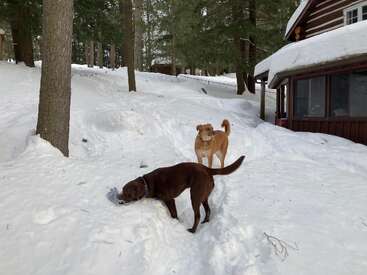 Two dogs stand outside a snowy cabin surrounded by trees. The brown dog sniffs the ground, while the tan dog stands alert, tails up, enjoying winter.