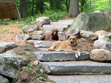 Two dogs relax on stone steps surrounded by large rocks and trees in a forested area. The scene feels tranquil and natural, perfect for exploration.