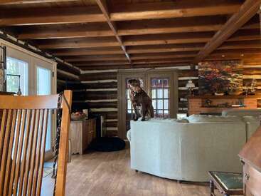 A cozy, rustic log cabin living room with wooden ceiling beams. A brown dog sits alertly on the backrest of a gray couch, gazing forward.