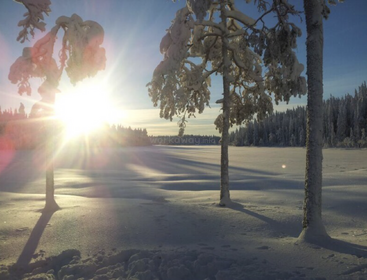 L'image représente une scène hivernale sereine, avec des arbres couverts de neige et un lac gelé, avec une petite parcelle d'herbe au premier plan, évoquant un sentiment de tranquillité et de beauté naturelle.
