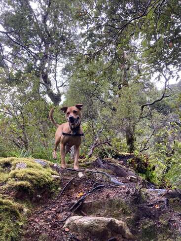 A happy brown dog stands on a mossy, rocky trail in a lush forest, surrounded by trees and greenery, enjoying an adventurous outdoor walk in nature.