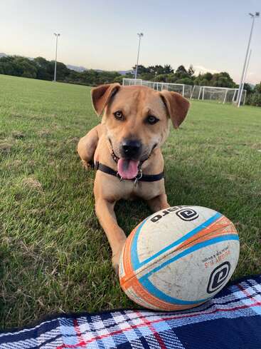 A happy brown dog lies on green grass with a rugby ball, tongue out, near a plaid blanket, on a sports field with goalposts and trees.