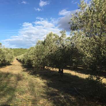 Das Bild zeigt einen ruhigen Olivenhain mit Baumreihen und einem grasbewachsenen Weg, der zu einem entfernten Horizont unter einem blauen Himmel mit weißen Wolken führt.