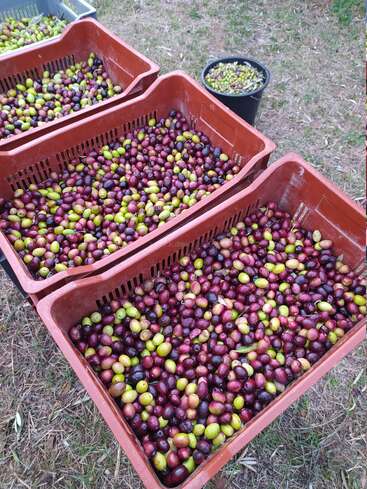 Mehrere rote Kisten, gefüllt mit frisch geernteten Oliven in verschiedenen Grün-, Violett- und Schwarztönen, stehen im Freien auf dem Gras, daneben ein kleiner schwarzer Eimer.