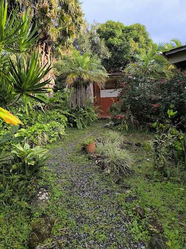 A lush tropical garden features vibrant greenery, palm trees, and flowering bushes lining a gravel path leading to a small brown and white garden shed. Peaceful atmosphere.