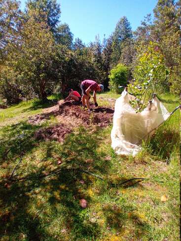 Zwei Menschen arbeiten in einem Garten unter einem klaren Himmel. Sie pflanzen oder pflegen die Pflanzen, umgeben von grünem Gras, Bäumen und hellem Sonnenlicht.