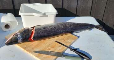 Ein großer Fisch liegt teilweise zerlegt auf einem Holzbrett. Ein Messer, ein Filetiermesser, eine Papierhandtuchrolle und ein weißer Plastikbehälter sind auch da.