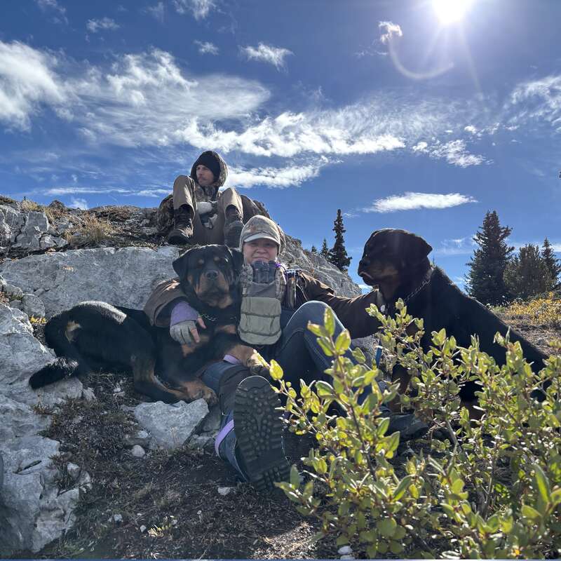 Zwei Menschen und zwei große Hunde entspannen sich auf einem felsigen Hügel unter strahlender Sonne, umgeben von Grün, und genießen einen schönen, klaren Tag in der Natur.