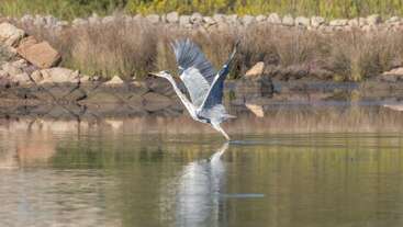 Uma garça graciosa voa sobre águas calmas, com as asas estendidas, lançando um reflexo claro. Litorais rochosos e gramíneas altas formam um cenário natural tranquilo.