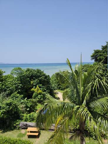 Esta imagen muestra un paraíso tropical, con frondosos árboles verdes, una palmera, un banco de madera, un camino y un hermoso océano azul bajo un cielo despejado.