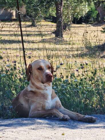 A tan dog with white markings lies calmly on a paved surface, surrounded by tall grass and wildflowers, with trees and a fence in the background.