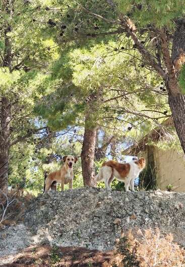 Two dogs stand atop a rocky ledge, surrounded by green pine trees in a sunlit, forested area. Both dogs appear alert, enjoying nature together.