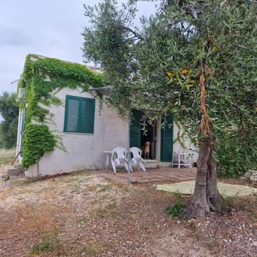 Une petite maison aux volets verts partiellement recouverts de lierre, deux chaises blanches à l'extérieur, un grand arbre devant, et un chien debout sur le pas de la porte.