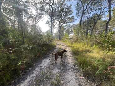 Ein brauner Hund steht auf einem sonnenbeschienenen Feldweg, der sich durch einen Wald mit hohen Bäumen schlängelt, umgeben von grünen Büschen und beleuchtet von hellem Sonnenlicht.